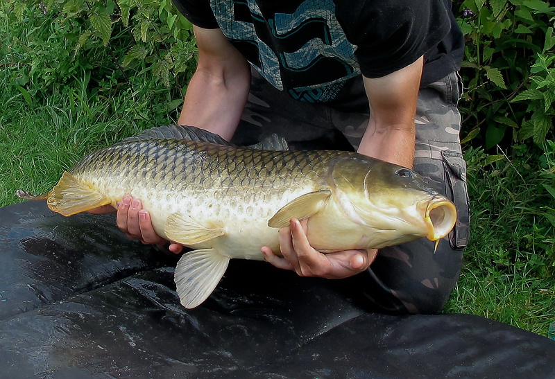 Tiere Aasee BocholtIMG_1680 als Smart-Objekt-1 Kopie.jpg - Nachdem die Angler in Siegerpose den riesen Fisch fotografierten, setzten sie ihn ganz behutsam wieder in den See zurück. Was für ein Glück für den Fisch, aber auch für uns die wir durch Zufall am richtigen Ort zur richtigen Zeit waren